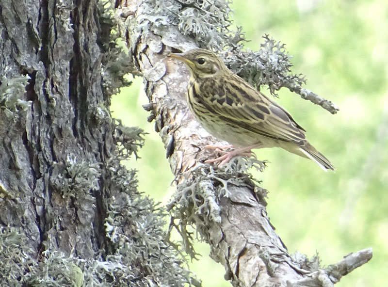 Anthus trivialis - Motacillidae (Prispolone)